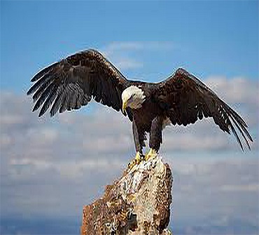 Our Award Symbol: American Eagle